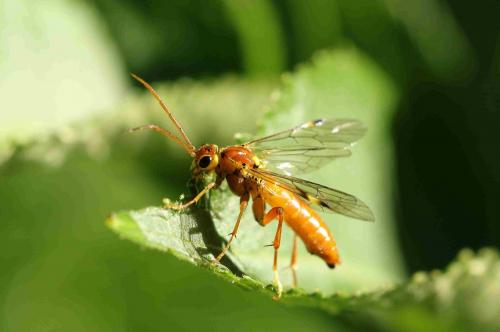 Réf. 200 323 : Tenthredopsis nassata